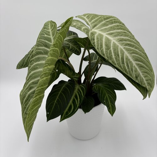 Wild Flora™ White Wash™ - Zebra Plant - Aphelandra x