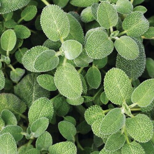 Wise Old™ Sage - Salvia officinalis