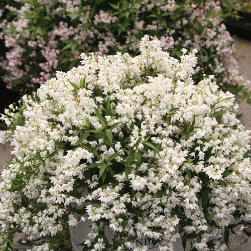 yuki_snowflake_deutzia-0647.jpg