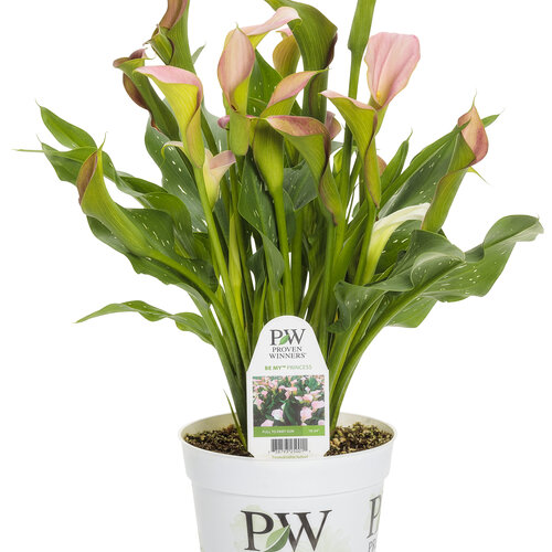 zantedeschia_be_my_princess_gallon.jpg