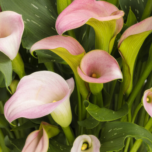 Be My® Princess - Calla Lily - Zantedeschia hybrid