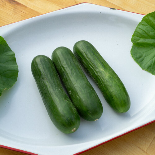 Ziki™ - Beit Alpha Cucumber - Cucumis
