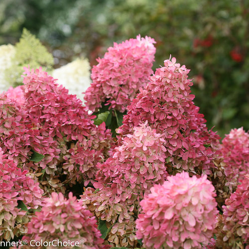 Zinfin Doll® Panicle hydrangea Hydrangea paniculata Proven Winners