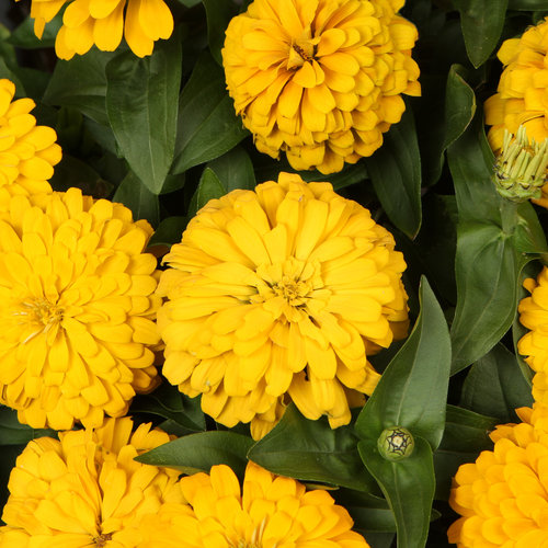 Magellan™ Yellow - Zinnia elegans