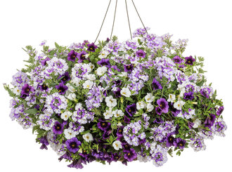 Amethyst Dreams - hanging basket