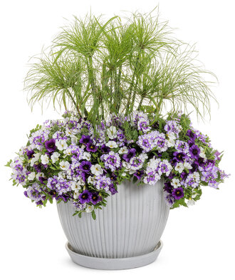 Amethyst Dreams with Graceful Grasses® Prince Tut™ 