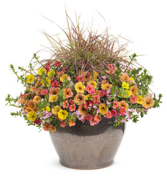 Beachside Drive with Graceful Grasses® 'Fireworks' 