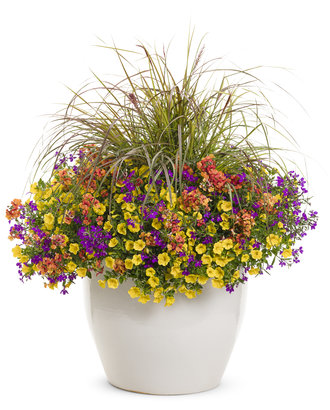 Irresistible with Graceful Grasses® Purple Fountain Grass 