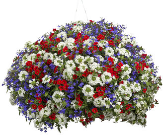 Independence Day - hanging basket