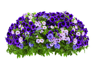 Grape Fusion