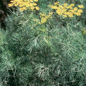 Fern Leaf - Dill - Anethum graveolens