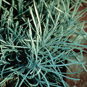 Icicles - Licorice Plant - Helichrysum thianschanicum