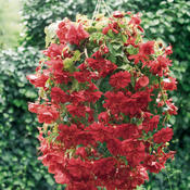Illumination® Scarlet - Tuberous Begonia - Begonia x tuberhybrida