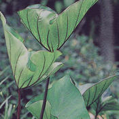 Coffee Cups - Elephant's Ear - Colocasia esculenta