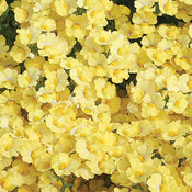 Sunsatia® Lemon - Nemesia hybrid