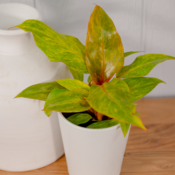 12464_philodendron_hybrids_orange_you_gorgeous_012024.png