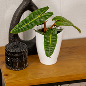 12477_philodendron_billietiae_orange_smooth_012024.png