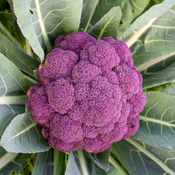 Thumbnail of Jacaranda - Purple Broccoli - Brassica oleracea