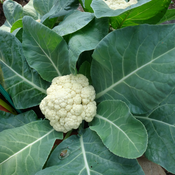 Thumbnail of Tag Image: White cauliflower in garden