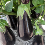 Thumbnail of Tag Image: Eggplant in garden