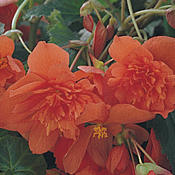 Illumination® Orange - Tuberous Begonia - Begonia x tuberhybrida