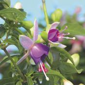 Shadow Dancers® Violette - Fuchsia hybrid