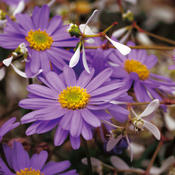 Thumbnail of Blue Zephyr™ - Brachyscome hybrid