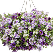 Amethyst Dreams with Superbells® White