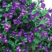 Summer Wave® Large Violet - Wishbone Flower - Torenia hybrid