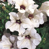 Surfinia® White - Petunia hybrid