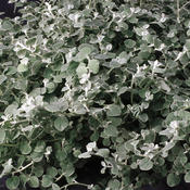Proven Accents® White Licorice - Licorice Plant - Helichrysum petiolare