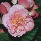 Nonstop® Pink - Tuberous Begonia - Begonia x tuberhybrida