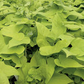 Sweet Caroline Margarita - Sweet Potato Vine - Ipomoea batatas