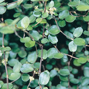 Proven Accents® Big Leaf - Creeping Wire Vine - Muehlenbeckia complexa
