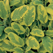 Icterina - Golden Leaf Sage - Salvia officinalis