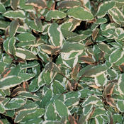 Tricolor Sage - Salvia officinalis