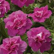 Blanket® Double Rose - Petunia Double - Petunia hybrid
