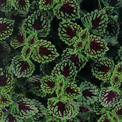 ColorBlaze® Chocolate Drop - Coleus - Plectranthus scutellarioides