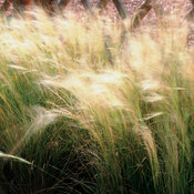 Mexican Feather Grass - Nassella (formerly Stipa) tenuissima