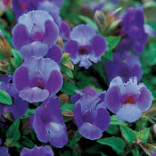 Summer Wave® Large Blue - Wishbone Flower - Torenia hybrid