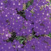 Tapien® Blue Violet - Verbena hybrid