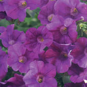 Surfinia® Amethyst - Petunia hybrid