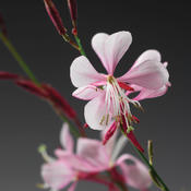 Stratosphere™ Pink Picotee - Butterfly Flower - Gaura lindheimeri