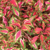 Pink Chaos - Coleus - Plectranthus scutellarioides