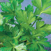 Thumbnail of Close-up: 8744_petroneapolitanum_100207.jpg