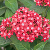 Butterfly Red - Pentas lanceolata