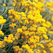 Flambe® Yellow - Strawflower - Chrysocephalum apiculatum