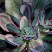 Thumbnail of Painted Echeveria - Echeveria nodulosa hybrid