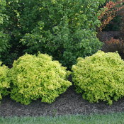 Sunjoy Citrus barberry