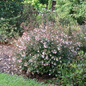 A rounded shrub topped with dusty red new growth and pink flowers.